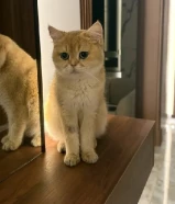 سكوتش قولد بريتش