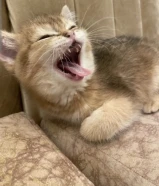 قطط للبيع ذكر