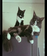 للبيع نثيه و ذكر لعوبين جداً يحبون اليهال عمرهم سنتين ونص النوع ماين كوين