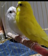 PAIR OF LOVELY BUDGIES FOR SALE. SALMIYA