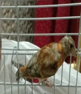 للبيع فرخ سسكن باستيل لغه شامية