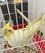 كروان لاتيني