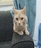 with litter box and cat carrier for 10 k