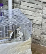 للبيع طير روز انثى