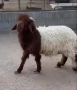 للبيع طليان