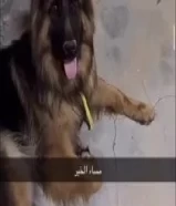 للبيع جيرمن شيبرد نثيه