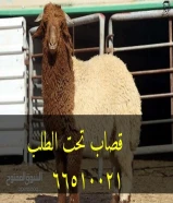 قصاب تحت الطلب +زبايح للبيع