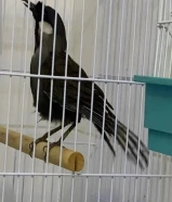 للبيع بلبل تايلندي +ومبي+ياسمين طائفي