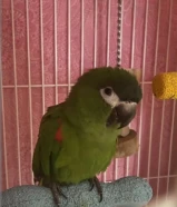 بيعه سريعه ريد شولدرد ميني مكاو