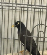 الطير بحاله جيده و تغريدة حلو و يتكلم بس لازم تحفظه الكلام طير اليف السعر35