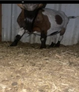 للبيع عنز تشيكيه