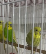 طيور للبيع ثلال باجي و واحد كروان للبيع