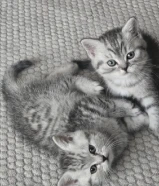 كيتنز سكوتش فولد جولدن وستريت سيلفر