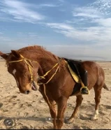 حصان انجليزي