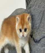 مطلوب تبني قط سكوتش ستريت تبني عمر 5-8