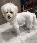 وجدت كلب مفقود في الجابريه