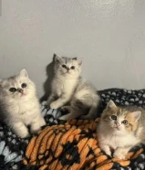 للبيع كتنز العمر شهرين