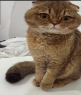 للتبني قطاوة ذكور وايناث سبب التبني انتقال بيت جديد للتواصل