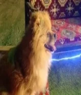 للبيع كلب بومرينيان