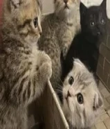 كتن للبيع العمر شهرين ونص