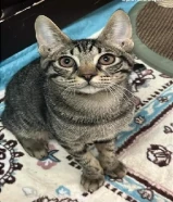 Kittens urgent adoption for free around 4 or 5 months