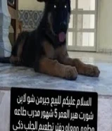 جيرمن شيبرد شو لاين شورت هير العمر 5 شهور