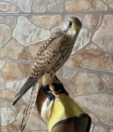 مطلوب حميميج بدون اغراض فقط سبوق ب 10