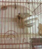 للبيع بلابل وزبيره