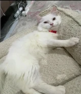 قطط شيرازيه للبيع