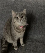 للتبني مع اغراضه