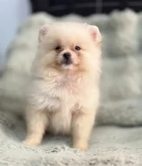 Quality bear type Pomeranian puppy