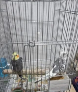 Bird couple for sale 14 kd