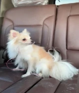 للبيع بومرينان