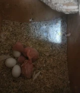 زوج لوفبيرد البينو عيون حمر منتج مع فرخين