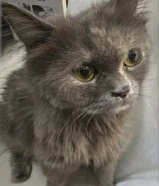 قطة أنثى شيرازي للتبني - A Female Persian cat