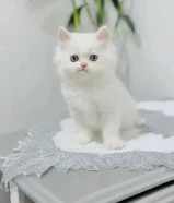 كيتن سكوتش فولد وانواع جميله