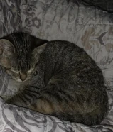 قطط العمر 4 الي 5شهور