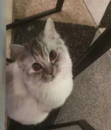 قطوه شيرازي مفقوده بجمعيه ابو فطيره اللي يلقاها له مكافئه ماليه 100