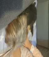 كلبة يوركشاير للبيع