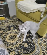 الام وبنتها برتش شورت هير مع بعض والاغراض بيع مو تبني