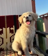 للبيع كلبة جولدن