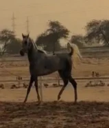 للبيع حصان مصري بلدي