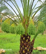 تنسيق حدائق وتنظيف وتكريب وتنظيف نخيل