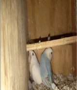 متوفر لوفبيرد و روز و ازواج