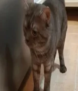 قط بريتيش شورت هير للتبني