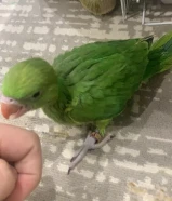 فروخ لوف بيرد على 8