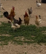 للبيع دجاج عربي بياض و دياكه