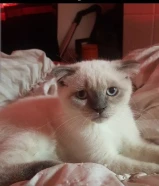 للبيع قط ذكر سكوتش فواد العمر 3شهور