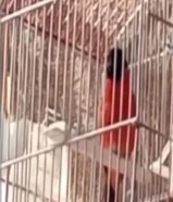 للبيع سسكن احمر شرط التغريد حار وجاهز للتزاوج