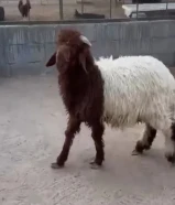 للبيع طليان